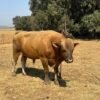 Harde Handelsmerk Wagyu Bul / Hard Brand Wagyu Bull