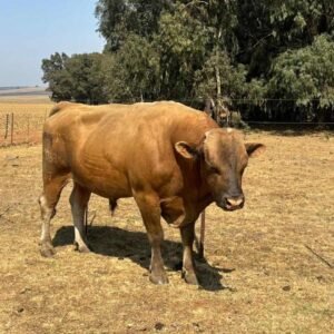 Harde Handelsmerk Wagyu Bul / Hard Brand Wagyu Bull