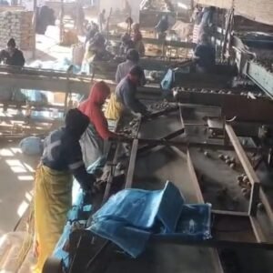Aartappel Paklyn / Potato Packing Line