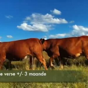 24 Dragtige Verse / Pregnant Heifers