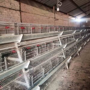Hoender Hokke / Chicken Layer Cages