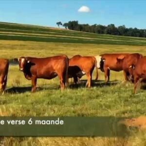 25 Dragtige Verse / Pregnant Heifers