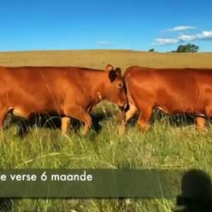 43 Dragtige Verse / Pregnant Heifers