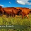 23 Dragtige Verse / Pregnant Heifers
