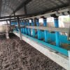 50m Sheep Feeder