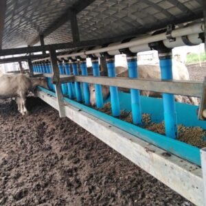 50m Sheep Feeder